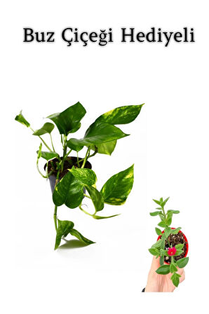 Pothos Alacalı Salon Sarmaşığı Sevgililer Gününe Özel BUZ ÇİÇEĞİ HEDİYELİ
