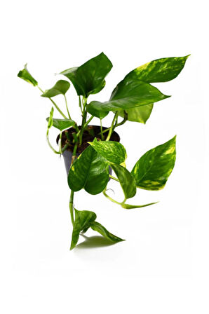 Pothos Alacalı Salon Sarmaşığı Sevgililer Gününe Özel BUZ ÇİÇEĞİ HEDİYELİ