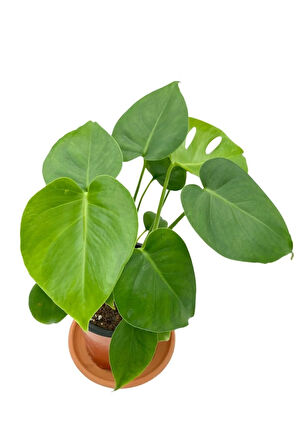 Monstera Deliciosa Deve Tabanı Orta Boy 45-50cm