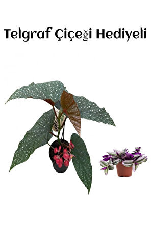 Hediyelik Çiçekli Çilli Begonya Çiçeği Sevgililer Gününe Özel TELGRAF HEDİYELİ