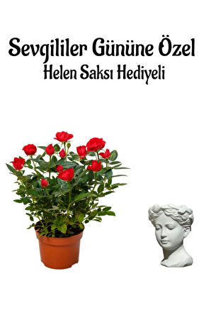 Sevgililer Gününe Özel Kırmızı Renk Gül Fidanı Helen Saksı HEDİYELİ
