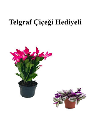 Sevgililer Gününe Özel Pembe Renk Yılbaşı Çiçeği-Kaktüsü TELGRAF HEDİYELİ