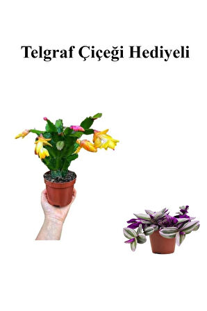 Sevgililer Gününe Özel Sarı Renk Yılbaşı Çiçeği-Kaktüsü TELGRAF HEDİYELİ