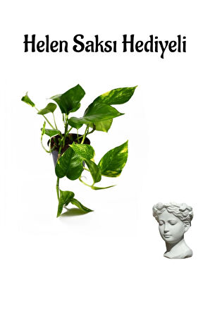 Pothos Salon Sarmaşığı Sevgililer Gününe Özel Helen Saksı HEDİYELİ Ofis Bitkisi
