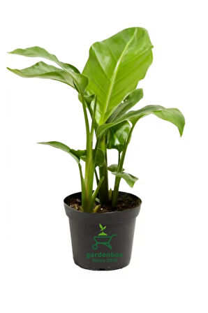 Strelitzia Cennet Kuşu Çiçeği 1 ADET Saksılı 10-30cm Mini Boy Starliçe Çiçeği