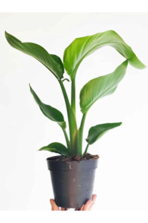 Strelitzia Cennet Kuşu Çiçeği 1 ADET Saksılı 10-30cm Mini Boy Starliçe Çiçeği