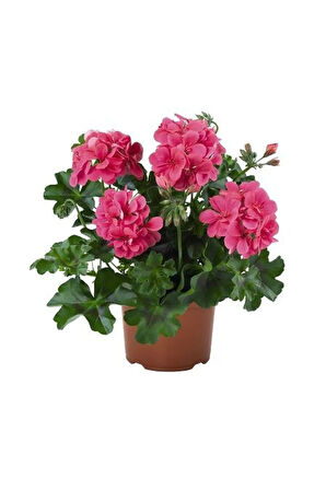 Hediyelik Pembe Sakız Sardunya Fidanı Sevgililer Gününe Özel Tül Kuşkonmaz