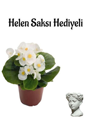 Beyaz Renk Şeker Begonya Çiçeği Sevgililer Gününe Özel Helen Saksı HEDİYELİ