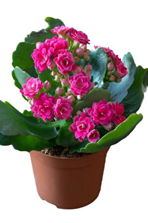 Hediyelik Pembe Renk Kalanşo(Kalanchoe) Çiçeği Sevgililer Gününe Özel Kurdele Çiçeği HEDİYELİ