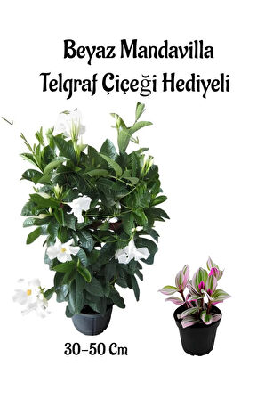 Kokulu Beyaz Renk Mandevilla Çiçeği Anneler Gününe Özel Pembe Telgraf Çiçeği Hediyeli