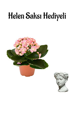 Hediyelik Açık Pembe Kalanşo(Kalanchoe) Çiçeği Sevgililer Gününe Özel Helen Saksı HEDİYELİ