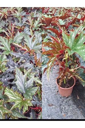 Videolu Çınar Benekli Begonya Çiçeği 1 ADET Saksılı 15-30Cm İç Mekan Ofis Salon Bitkisi(Begonia Rex)