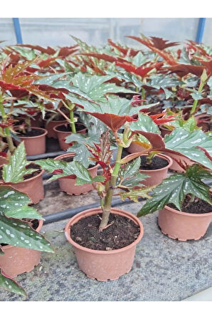 Videolu Çınar Benekli Begonya Çiçeği 1 ADET Saksılı 15-30Cm İç Mekan Ofis Salon Bitkisi(Begonia Rex)