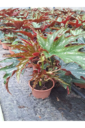 Videolu Çınar Benekli Begonya Çiçeği 1 ADET Saksılı 15-30Cm İç Mekan Ofis Salon Bitkisi(Begonia Rex)