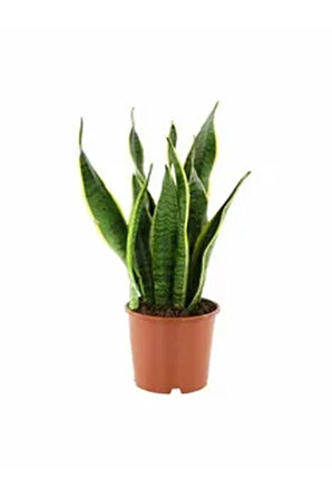 Videolu 3'lü Set Paşa Kılıcı/sarılı Paşa Kılıcı/alacalı Şeflera 30-60cm Saksılı Iç Mekan Bitkileri
