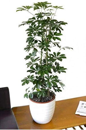 Şeflera Saksı Çiçeği (160 Cm)