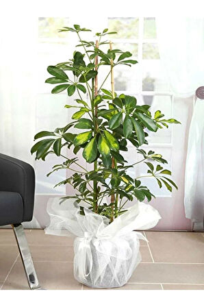 Videolu Çift Dal Alacalı Şeflera Çiçeği 50-80 Cm Saksılı Iç Mekan Bitkileri (SCHEFFLERA)