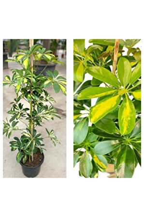 Videolu Çok Yapraklı Tek Dal Alacalı Şeflera Çiçeği 40-60 Cm Saksılı Iç Mekan Bitkileri (SCHEFFLERA)