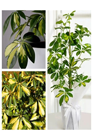Videolu Çok Yapraklı Tek Dal Alacalı Şeflera Çiçeği 40-60 Cm Saksılı Iç Mekan Bitkileri (SCHEFFLERA)