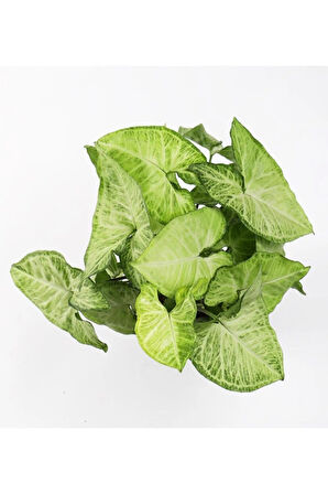 Videolu Hediyelik Melek Kanadı Çiçeği 25-40 Cm Saksılı Iç Mekan Bitkileri Syngonium Podophyllum