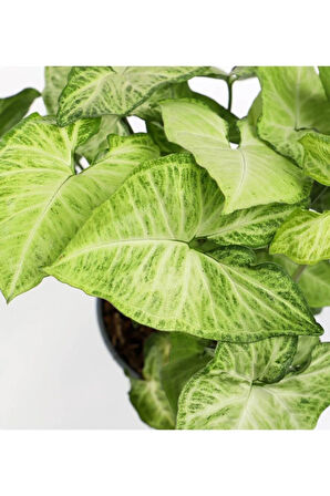 Videolu Hediyelik Melek Kanadı Çiçeği 25-40 Cm Saksılı Iç Mekan Bitkileri Syngonium Podophyllum
