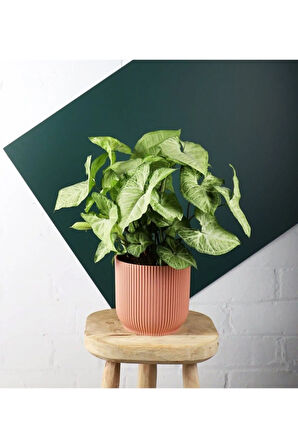 Videolu Hediyelik Melek Kanadı Çiçeği 25-40 Cm Saksılı Iç Mekan Bitkileri Syngonium Podophyllum