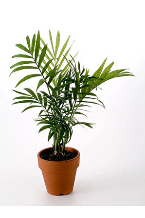 Videolu Areca Palm-areka Palmiyesi 1 Adet Saksılı 20-40cm Ev Ofis Bitkisi (DYPSİS LUCENTES)