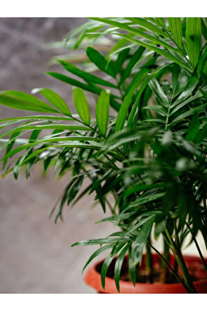 Videolu Areca Palm-areka Palmiyesi 1 Adet Saksılı 20-40cm Ev Ofis Bitkisi (DYPSİS LUCENTES)