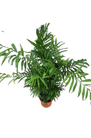 Videolu Areca Palm-areka Palmiyesi 1 Adet Saksılı 20-40cm Ev Ofis Bitkisi (DYPSİS LUCENTES)