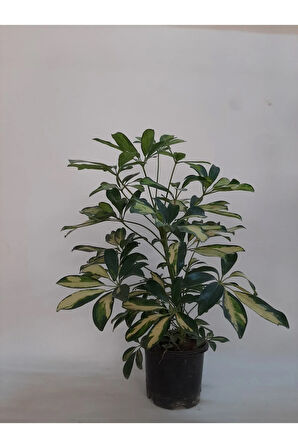 Videolu Alacalı Şeflera Bitkisi 1 Adet Saksılı 50-70 Cm Salon Ofis Bitkisi (SCHEFFLERA)