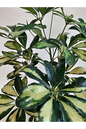 Videolu Alacalı Şeflera Bitkisi 1 Adet Saksılı 50-70 Cm Salon Ofis Bitkisi (SCHEFFLERA)