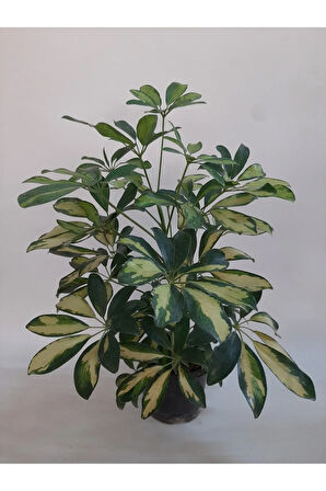 Videolu Alacalı Şeflera Bitkisi 1 Adet Saksılı 50-70 Cm Salon Ofis Bitkisi (SCHEFFLERA)