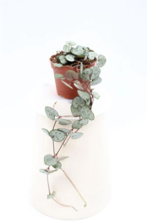Ceropegia Woodii - Kalp Kalbe Karşı Bitkisi