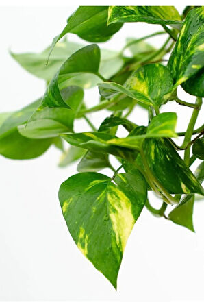 Pothos Sarmaşığı Askılı Saksıd Epipremnum Aureum Bitkisi Ev Bitkisi Salon Bitkisi