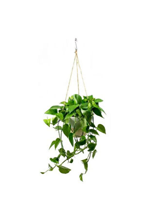 Pothos Sarmaşığı Askılı Saksıd Epipremnum Aureum Bitkisi Ev Bitkisi Salon Bitkisi