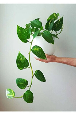 Pothos Sarmaşığı Askılı Saksıd Epipremnum Aureum Bitkisi Ev Bitkisi Salon Bitkisi