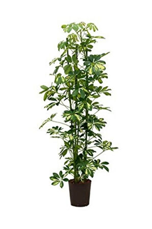 Şeflera-schefflera Arboricola (GOLD CAPELLA)2 Dallı - 90-110cm