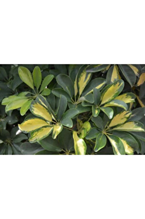 Şeflera-schefflera Arboricola (GOLD CAPELLA)2 Dallı - 90-110cm