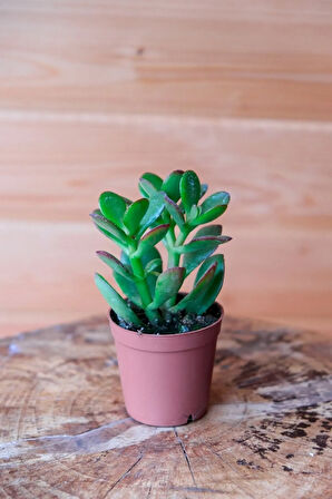 1 Adet Para Çiçeği Crassula Ovata Yeşil-kırmızı Renkli Kökleri Olgunlaşmış Canlı