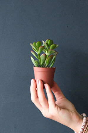 1 Adet Para Çiçeği Crassula Ovata Yeşil-kırmızı Renkli Kökleri Olgunlaşmış Canlı