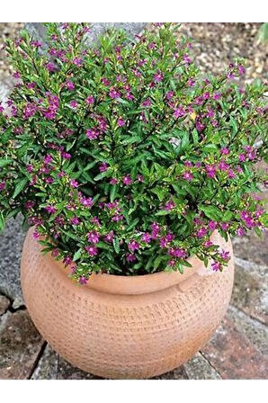 Kufeya Cennet Çiçeği Mor - Cuphea Hyssopifolia 20-30cm (iç Mekan Bitkileri)
