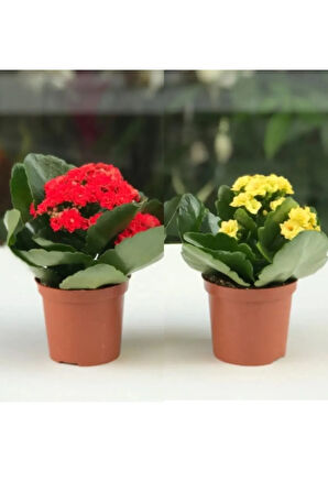 Kalanchoe Çiçeği Kalanşo 2li Set Mini Saksılı Sarı Kırmızı