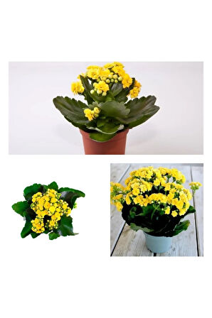 Kalanchoe Çiçeği Kalanşo 2li Set Mini Saksılı Sarı Kırmızı