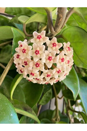 Videolu Beyaz Renk Mum Çiçeği (HOYA CARNOSA) Kokulu 1.kalite 10-20cm