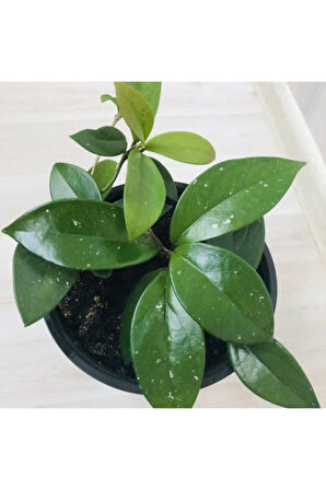 Videolu Beyaz Renk Mum Çiçeği (HOYA CARNOSA) Kokulu 1.kalite 10-20cm