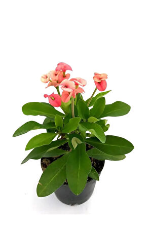 Videolu Alacalı Pembe -pink Euphorbia Milii Dikenler Tacı Çiçekli Kaktüs