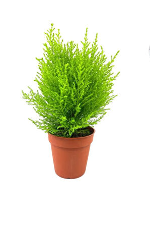 Videolu Limon Kokulu Limoni Servi 1 Adet Saksılı/ Tüplü Ev Ofis Salon Çamı 30-40 Cm (CUPRESSUS)