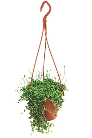 Videolu Tesbih Çiçeği Bezelye Kolyesi 1 Adet Saksılı 20-40 Cm Iç Mekan Bitkisi (SENECİO ROWLEYANUS)