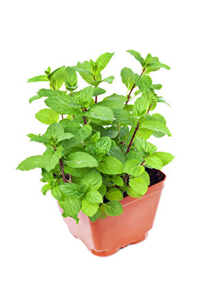 Videolu Mini Saksıda Nane Fidesi 1 Adet Saksılı/ Tüplü 10-15 Cm (MENTHA)