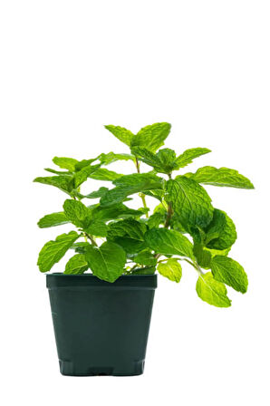 Videolu Mini Saksıda Nane Fidesi 1 Adet Saksılı/ Tüplü 10-15 Cm (MENTHA)